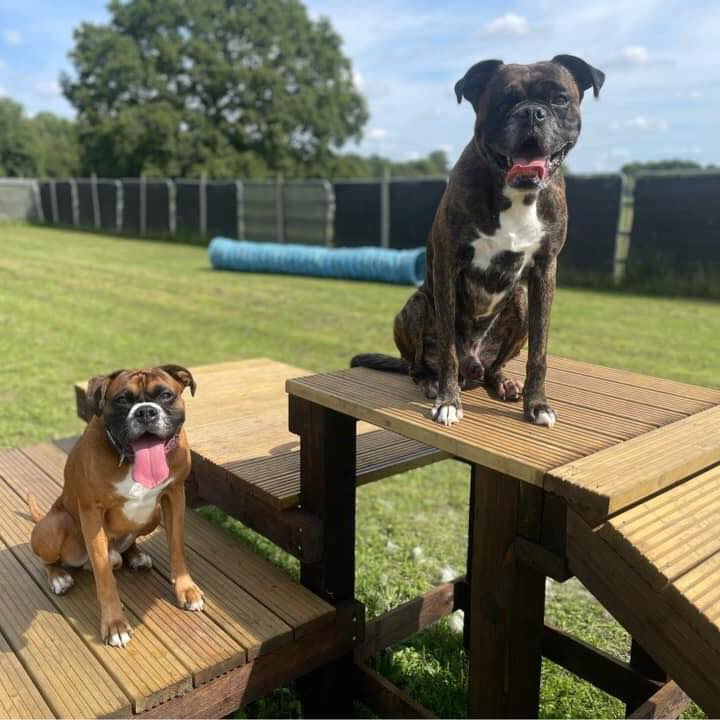 Dogs on the agility field in the sun